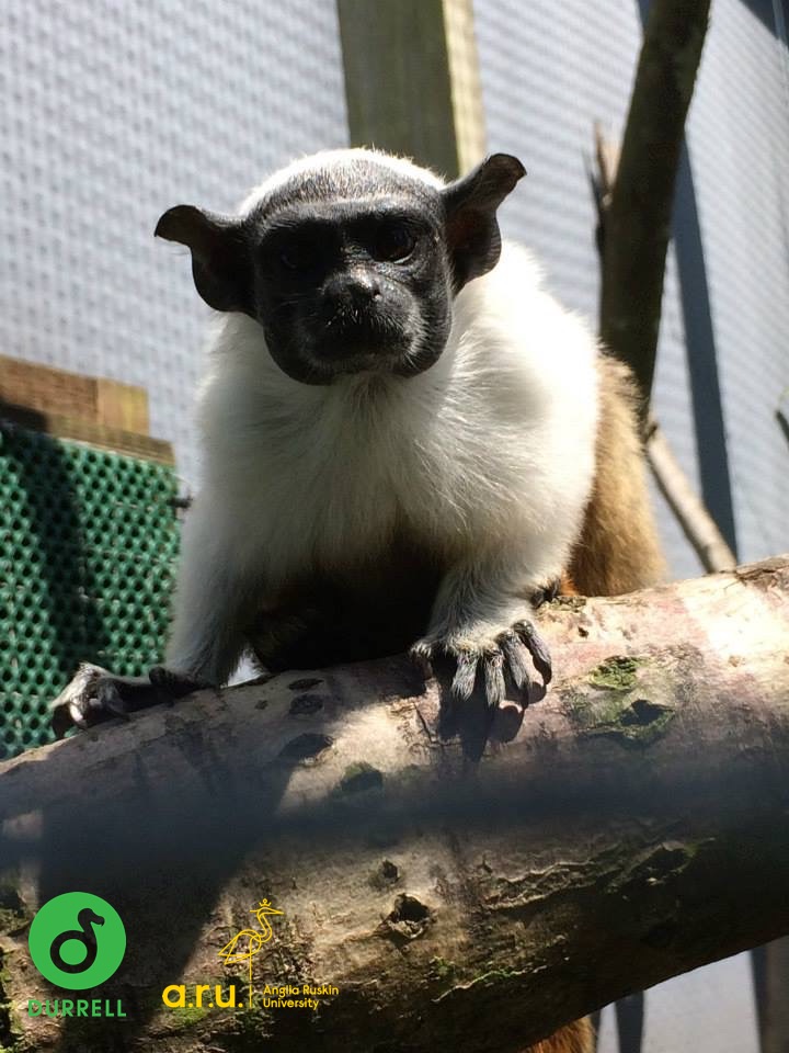 how-does-noise-affect-captive-pied-tamarins-experiment